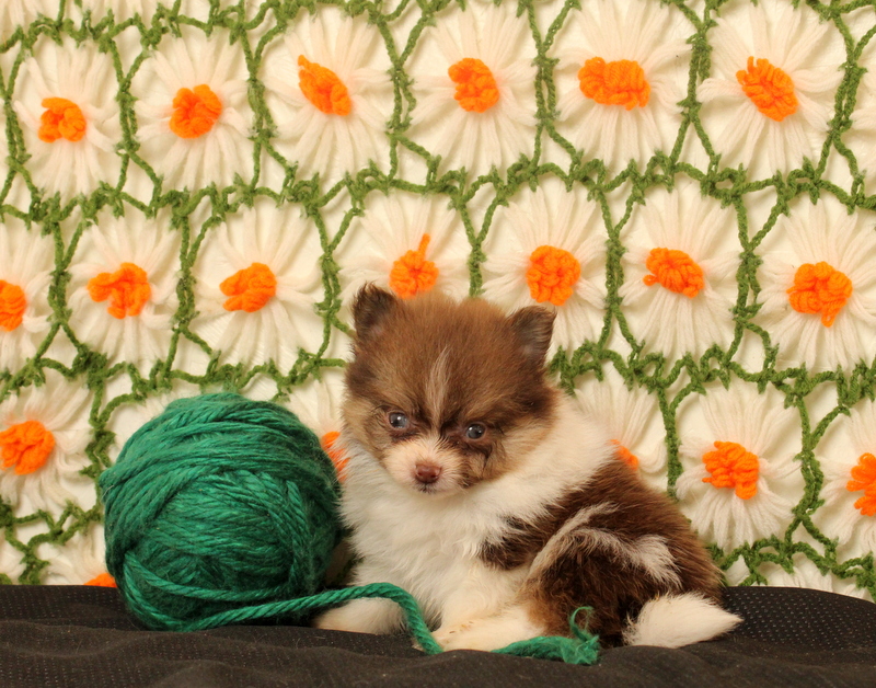 puppy, for, sale, Pomeranian, Matthew B. Stoltzfus, dog, breeder, Gap, PA, dog-breeder, puppy-for-sale, forsale, nearby, find, puppyfind, locator, puppylocator, aca